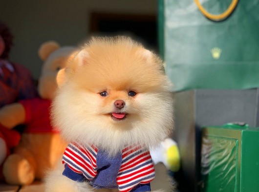 Pomeranian boo wc eğitimli teddy surat