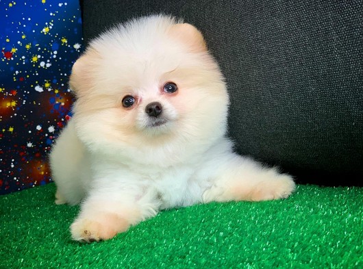 Güzeller güzeli Şirin Yavrumuz Pomeranian Boo
