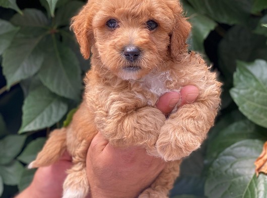 Kusursuz Safkan Malitpoo Yavrularımız