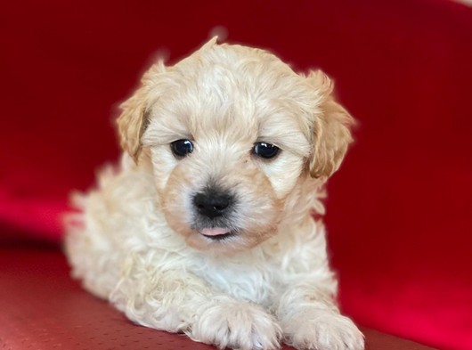 Yakışıklı Maltipoo Yavrumuz