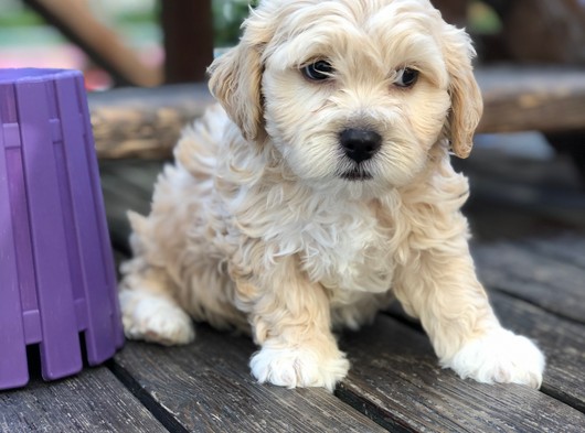 Özel Üretim Maltipoo Yavrular