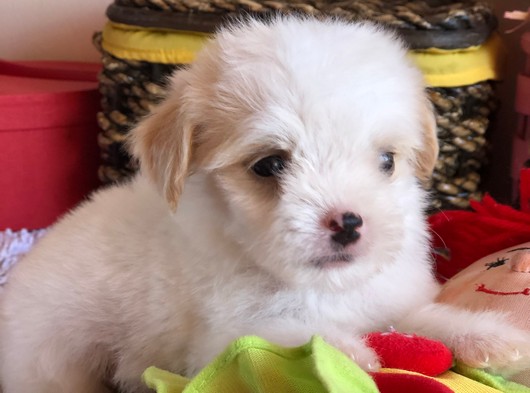 Maltipoo Yavruları