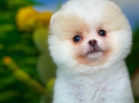 Yeni gelen özel particolor renk Pomeranian