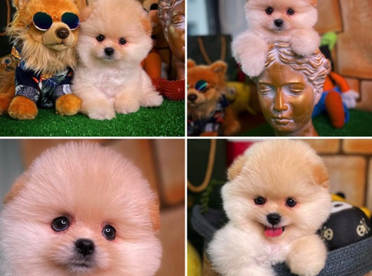 Özel Üretim Muhteşem TeddyBear surat Pomeranian Boo Yavruları