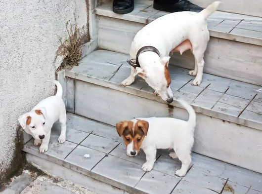 3 aylik jack russell terrier cinsi yavru kopek nettepet com