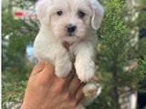 Sevimli mini maltese terrier yavrularımız