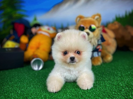 Birbirinden Güzel Sıfır Burun Ayı Surat Pomeranian Boo Yavrularımız