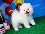 Dünyanın en Güler yüzlü güzeller güzeli Pomeranian Boo
