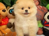 Irkının En Güzel Yüz Yapısına Sahip Pomeranian Boo Yavruları