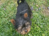 Yorkshire terrier dişi yavrumuz