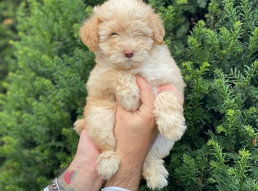 Maltipoo Erkek Yavrumuz