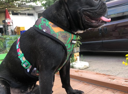 1 Yaşında French Bulldog Oğlum Yeni Sahibini Arıyor