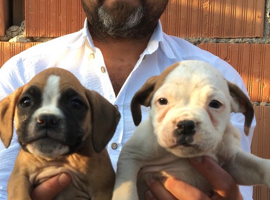 Boxer Yavrularımız Aşılı Kimlikli Teslim