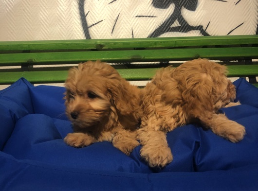 Maltipoo Yavrularımız Irk Ve Sağlık Garantili