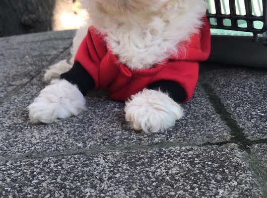 Mükemmel Maltipoo Yavrumuz