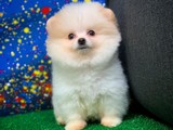 Pomeranian Boo yavru ayıcık surat sevecen ve oyuncu