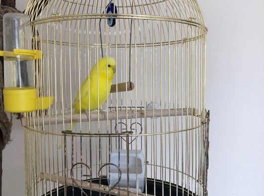 Sarı Dişi Muhabbet Kuşu ( Kafes Dahil)