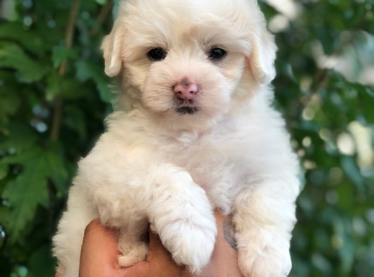 Mükemmel Maltipoo Yavrular