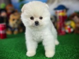 Güzeller güzeli oyuncu beyaz Pomeranian Boo yavrumuz