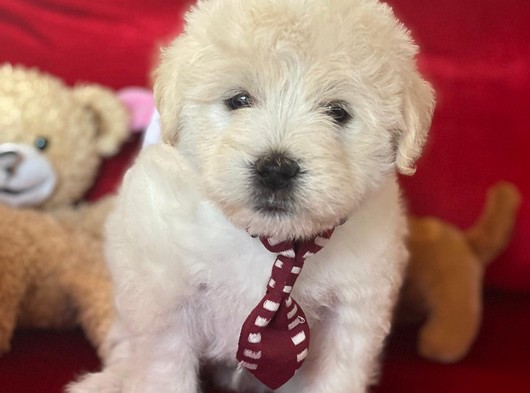 Çok Tatlı Maltipoo Yavrular