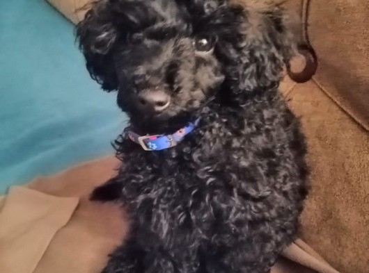 4 aylık erkek siyah toy poodle