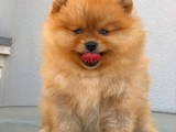 Pomeranian Boo teddybear
