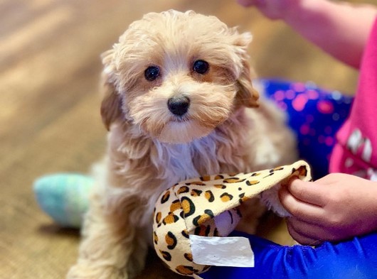 Maltipoo Yavrularımız Irk Ve Sağlık Garantili