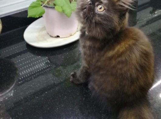 2 aylık Yavu İran kedisi (Dişi)