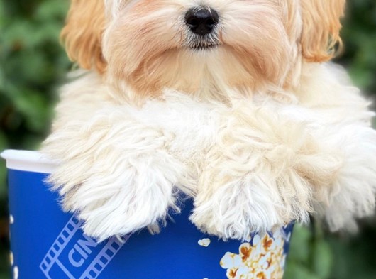 Maltipoo 700 Gram