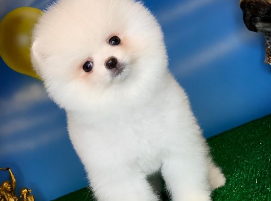 Muhteşem güzellikte Pomeranian Boo yavrumuz