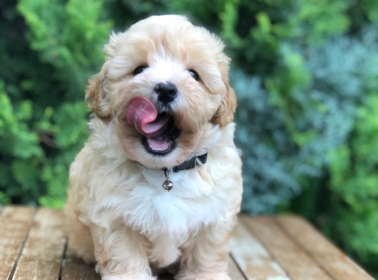 Muhteşem Güzellikteki Maltipoo Yavrularımız