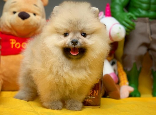 En iyi surat yapısı gülen yüz Pomeranian boo
