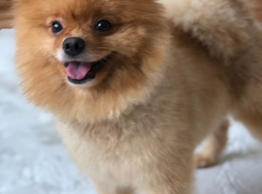 Pomeranian Boo Teddybear Teddyface