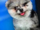 Türkiyede Tek Özel Renk Merle Pomeranian Boo Yavru