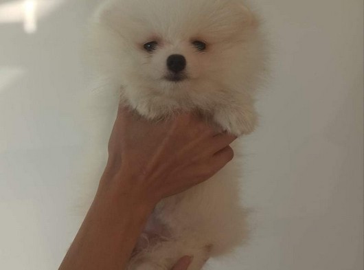 Sağlık Ve Irk Garantili Muhteşem Pomeranian Boo Yavruları