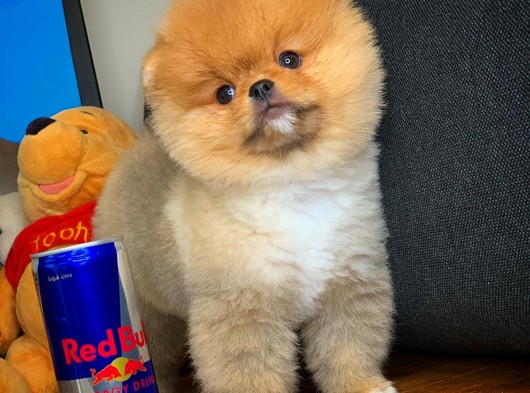 Yakışıklı oyuncu sevimli Pomeranian Boo yavrumuz