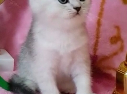 Safkan Silver Bicolor Scottish Fold