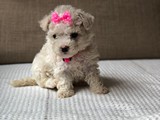 Xsmall toy poodle
