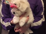 Maltese terrier 3.5 aylık