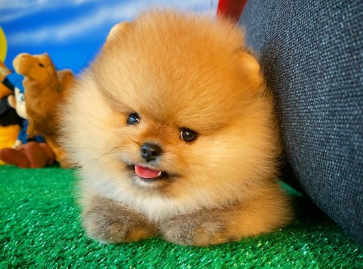Yarışma Düzeyi Safkan Irk Garantili Pomeranian Boo Yavru