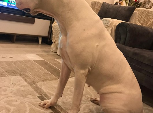 A Kalite 25 Aylık Dişi Damızlık Dogo Argentino Hiç Doğum Yapmamıştır