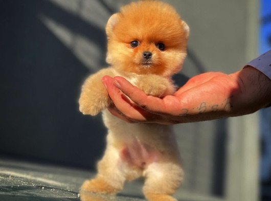 Sevimli mi sevimli sağlık garantili güzeller güzeli Pomeranian Boo yavrumuz