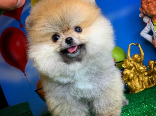 Çok şirin ve oyuncu Pomeranian Boo yavru