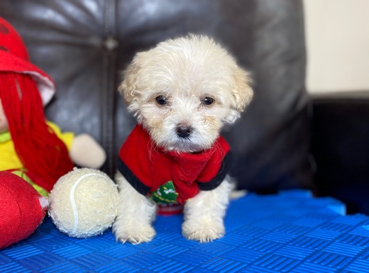 Sevimli Maltipoo Kızımız