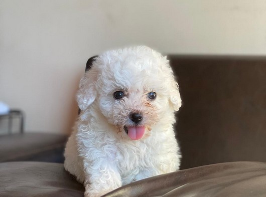 Şirin Maltipoo Yavruları