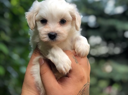 Dizayn Irk Maltipoo Yavrular