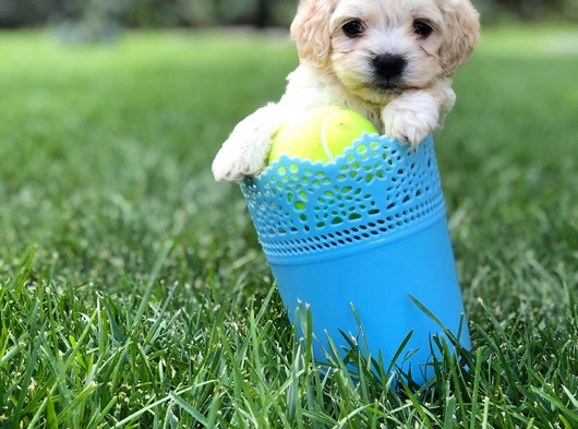 Mükemmel Görsellilteki Maltipoo Yavrular