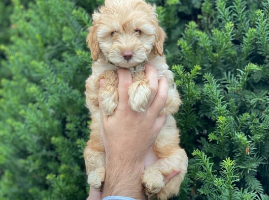 Malitpoo Dişi Yavrumuz