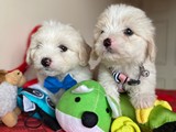 Dünyalar Tatlısı Maltese Terrier Yavrularımız