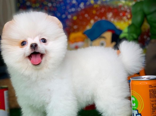 En güzelim diyen Güleryüzlü Pomeranian Boo yavrumuz